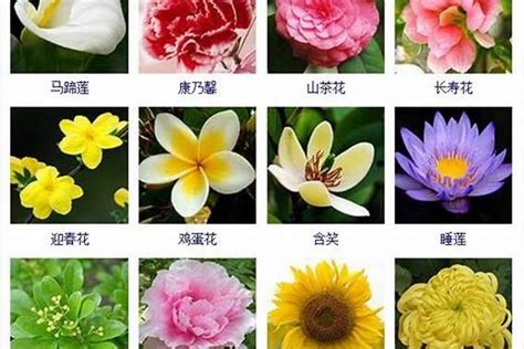 花名 意思|有意境的花名